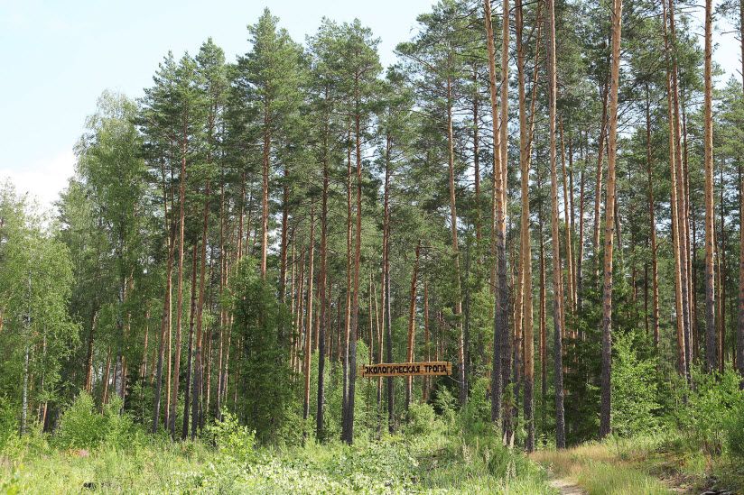 Медведский бор