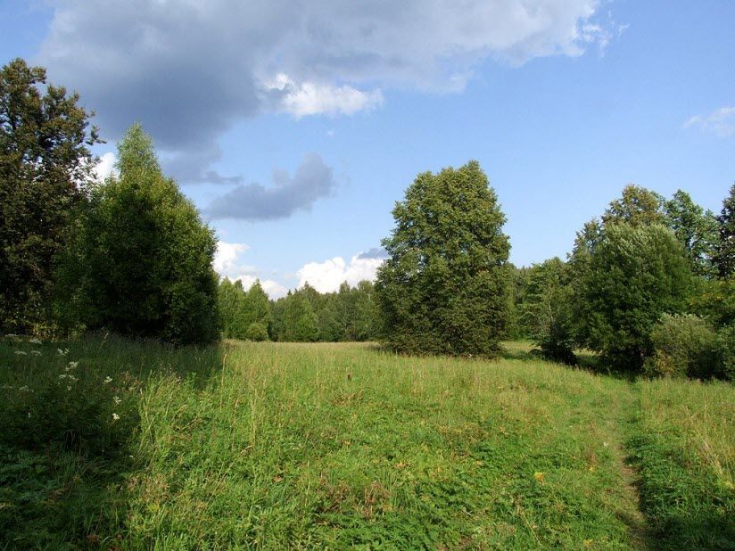 Заказник Бушковский лес