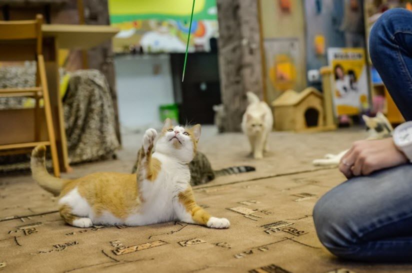 Котокафе «Кис-Кис»