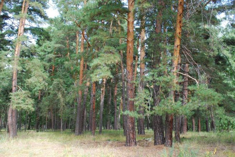 Прорывинский зоологический заказник