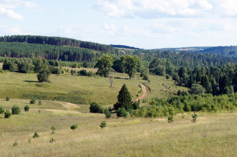 Заказник Каменная Гора