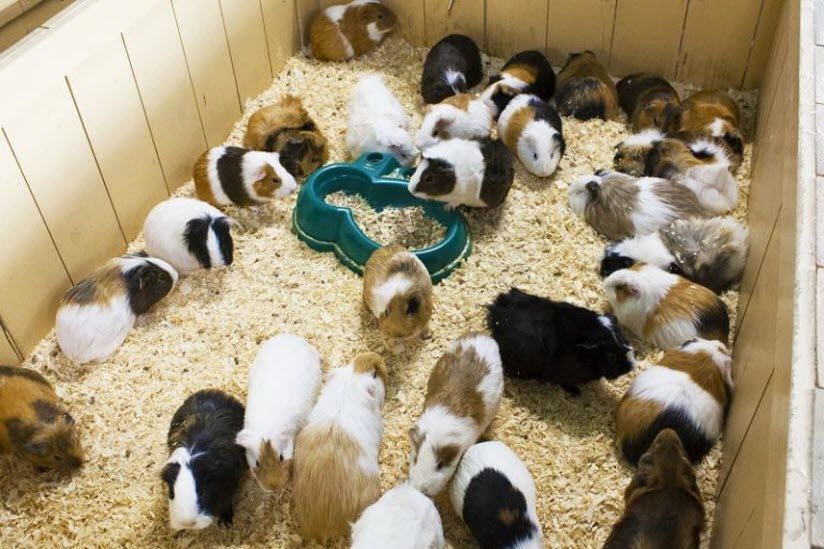 Контактный Zooпарк