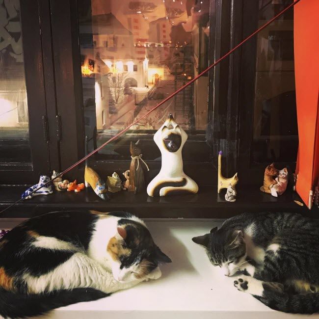 Музей кота