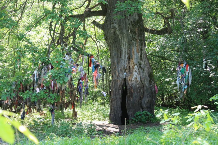 Симкинский дуб