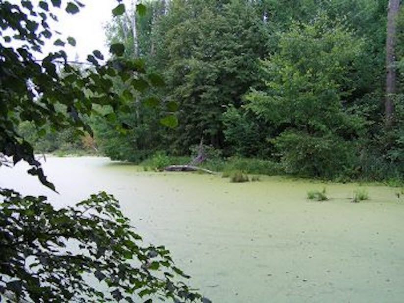 Урочище «Белые озера»