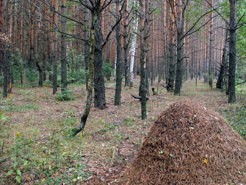 Заказник лекарственных растений