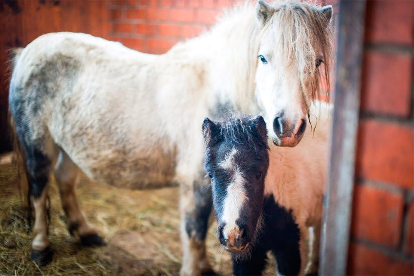 Ичалковский конезавод