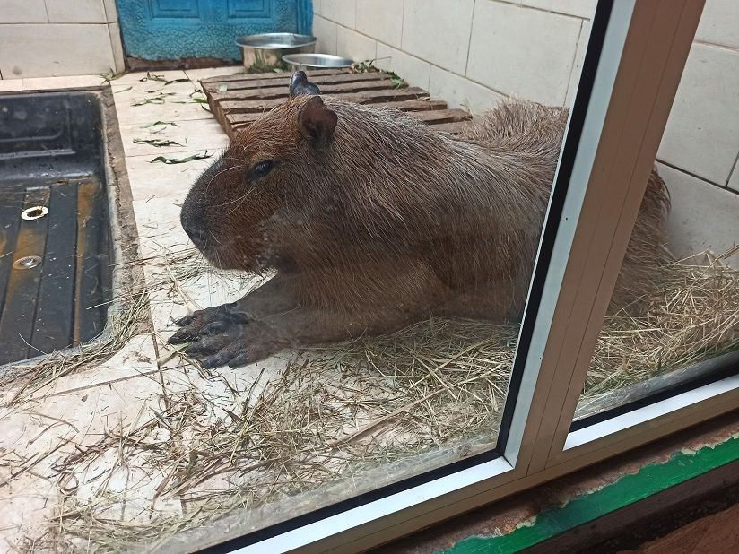 Детский зоопарк