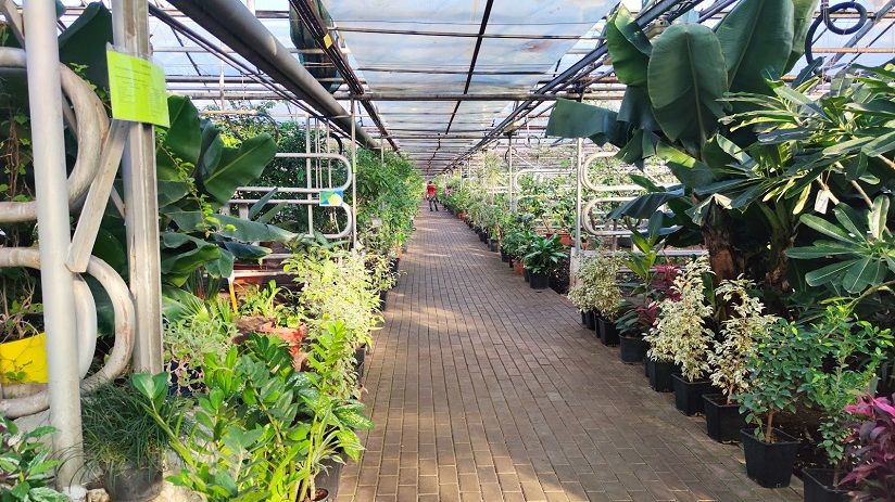 Уфимский лимонарий