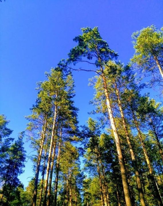 Кудряшовский бор