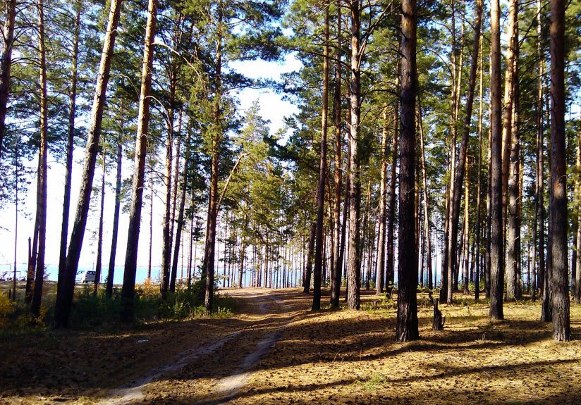 Караканский бор