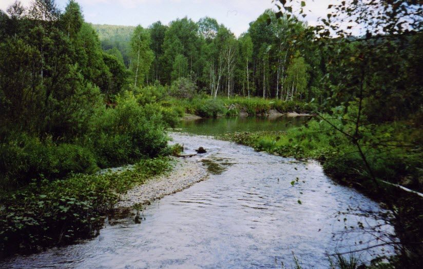 Елбанские ельники