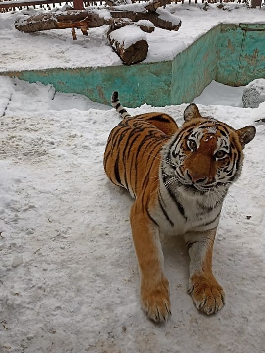 Городской зоопарк