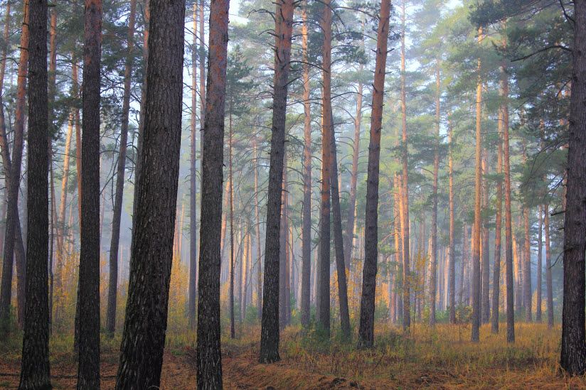 Петропавловский сосновый бор