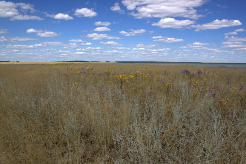 Курумбельская степь