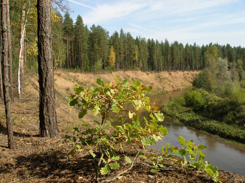 Бузулукский бор