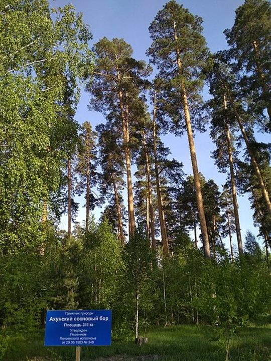 Ахунский сосновый бор