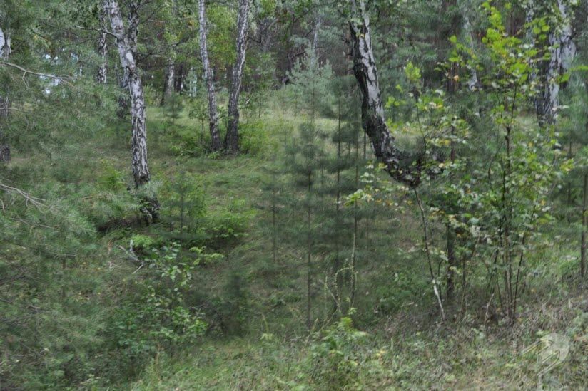 Белокаменский парк