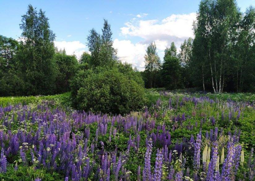 Мишина Гора