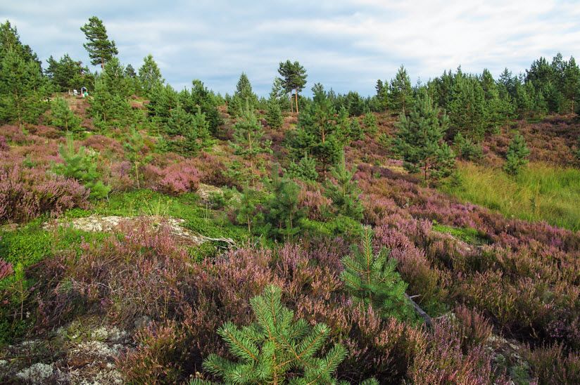 Гора Кочебуж