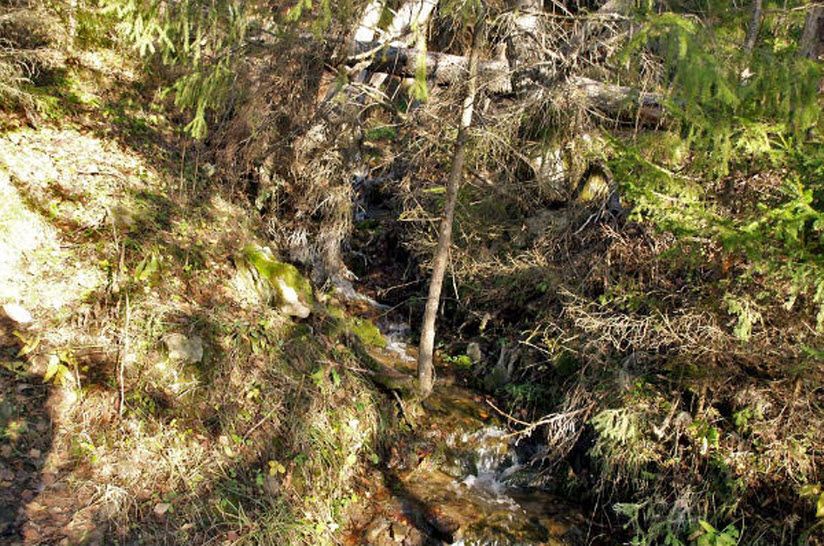 Серебряный родник в деревне Фомичи