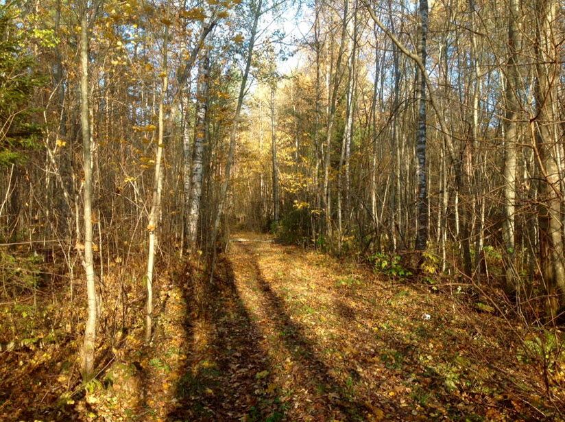 Сендинская лиственничная роща