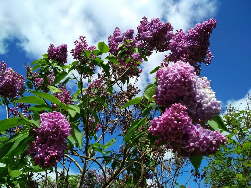 Ботанический сад