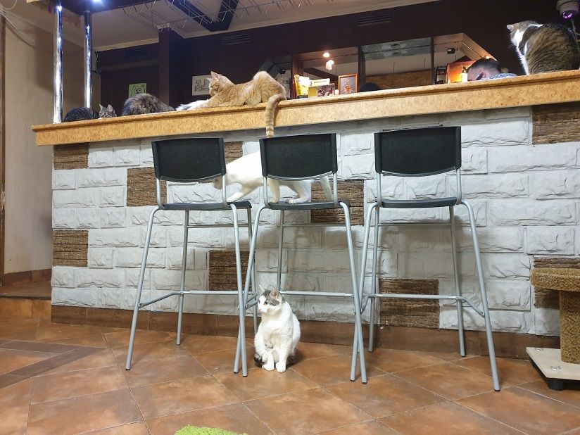 Котопёсокафе «Мурррчим»