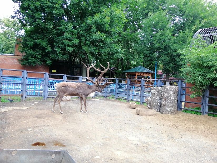 Городской зоопарк