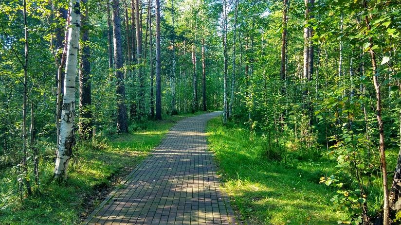 Парк «Кедровый лог»