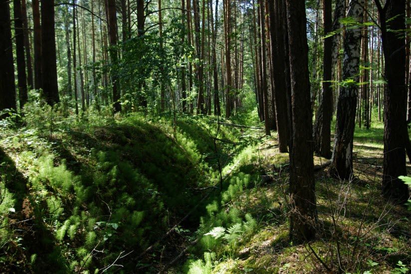 Припышминские боры