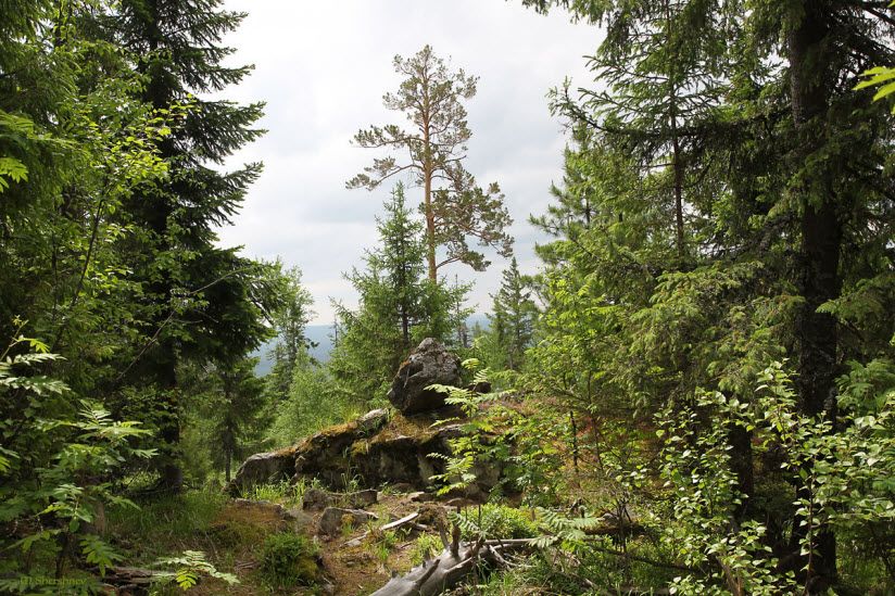 Висимский заповедник