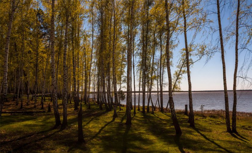 Сингульский лес