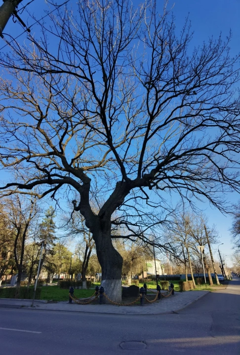 Комсомольский парк