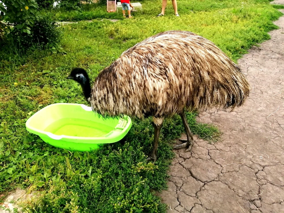 страусы в зоопарке