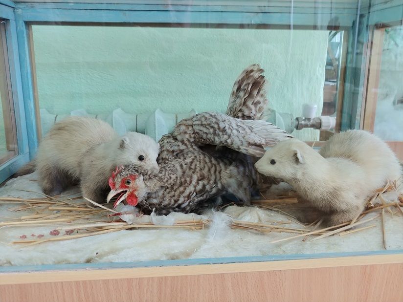 Музей «Природа»