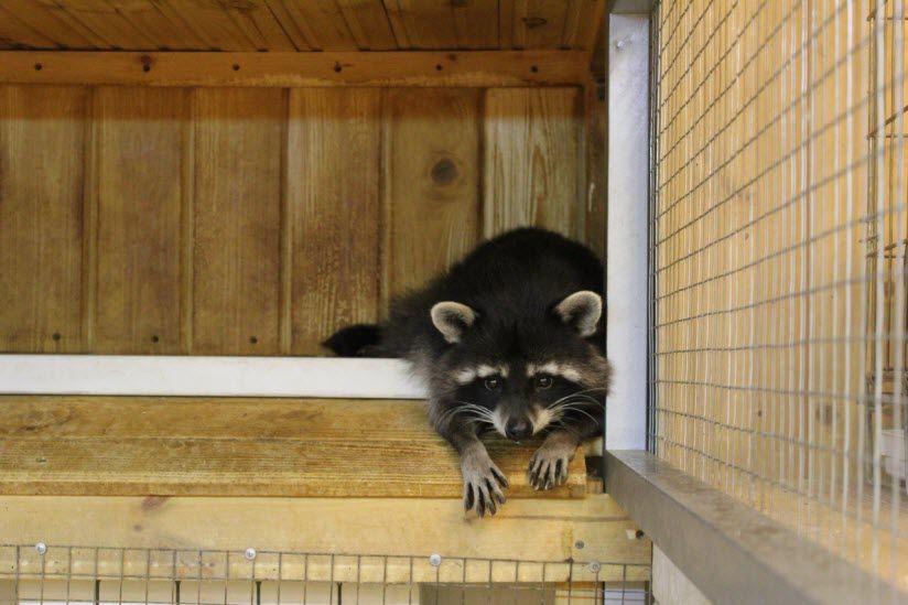 Трогательный зоопарк «Томас»