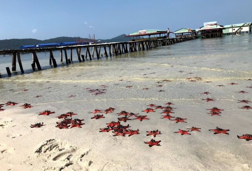 Starfish Beach