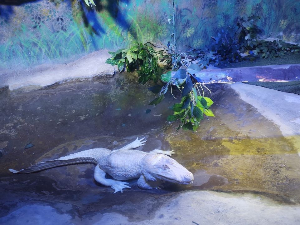 Sao Paulo Aquarium