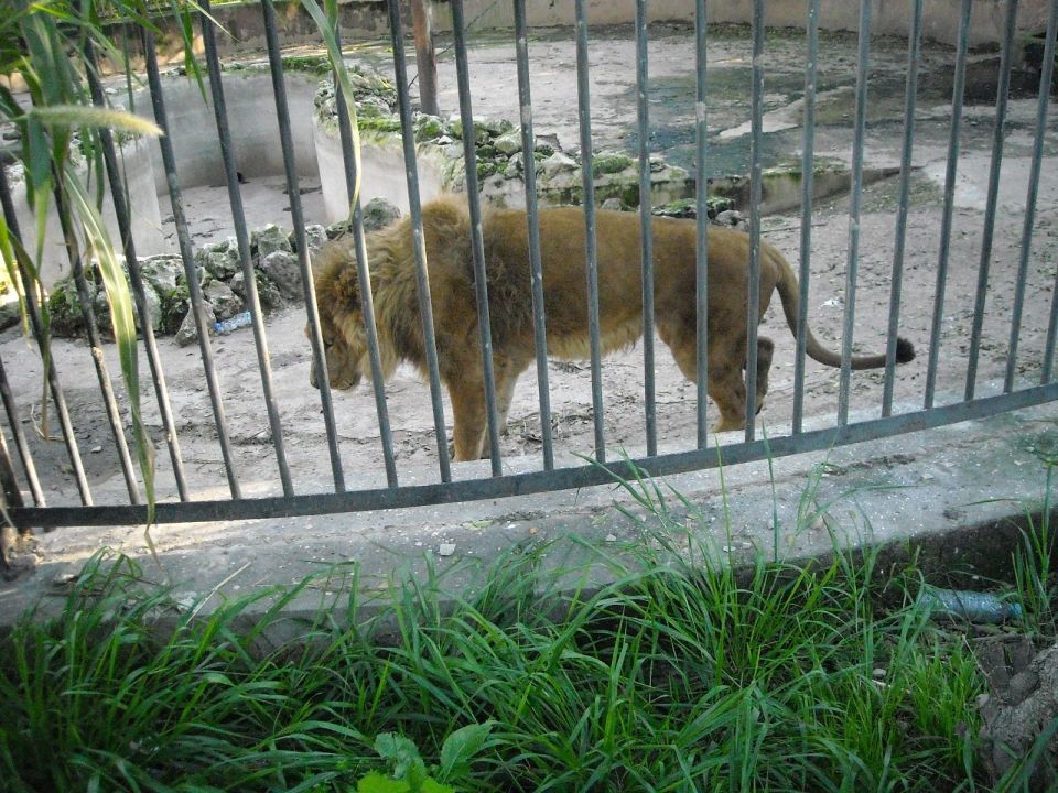 Zoo Ain Sbaa