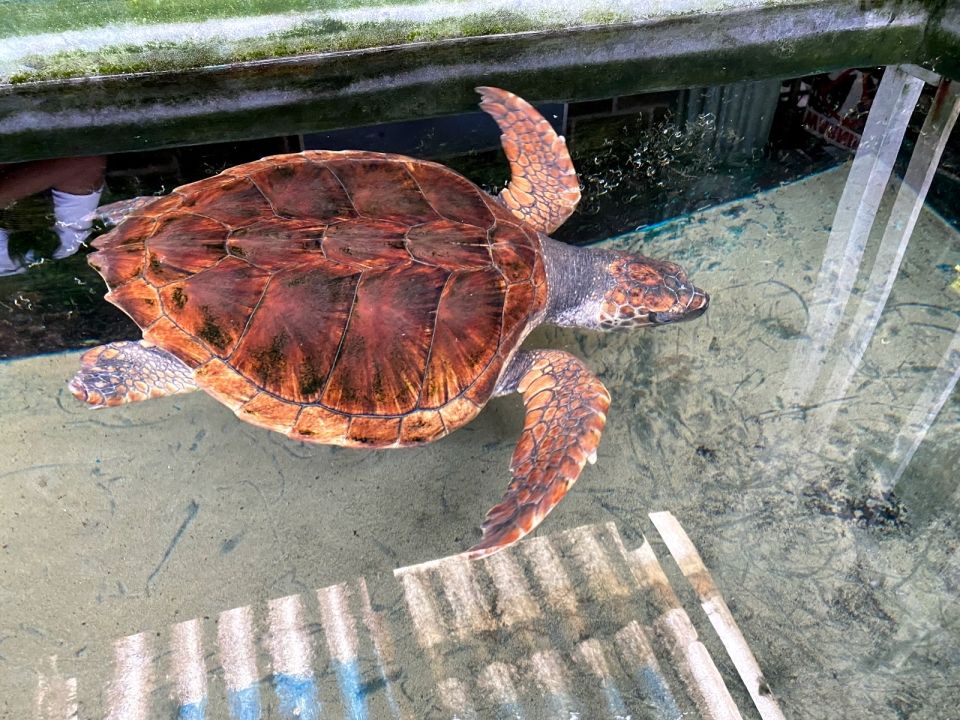 Sea Turtle Project