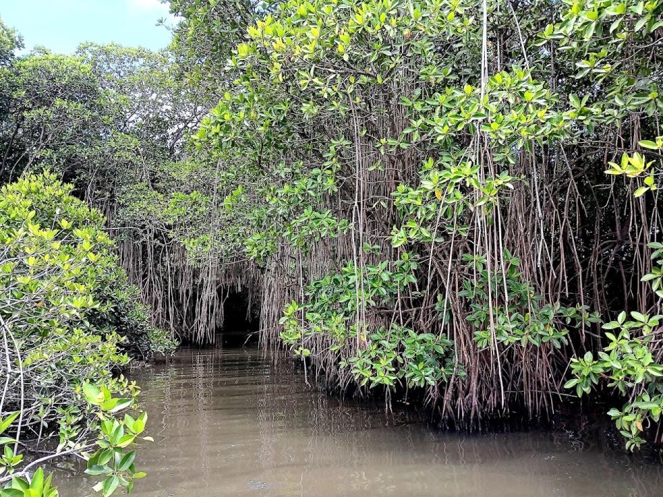 Болото Мутураджавела (Muthurajawela Marsh)