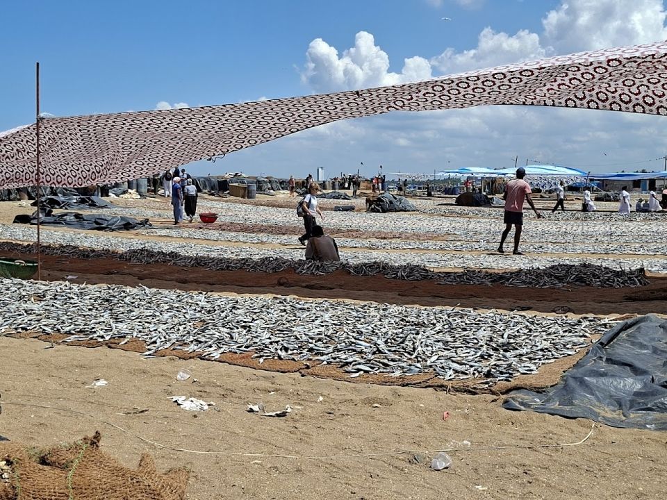 Рыбные рынки Негомбо (Negombo Fish Market)