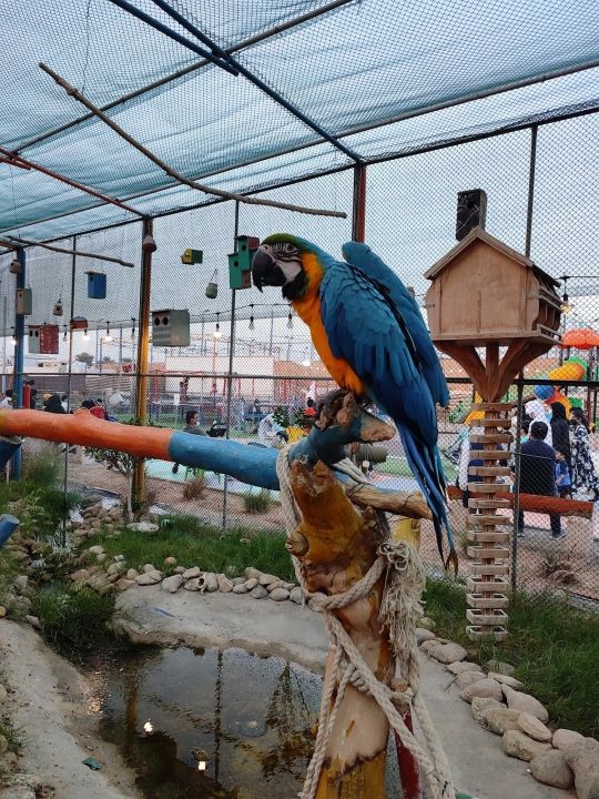 Зоосад UAE Pygmy Zoo