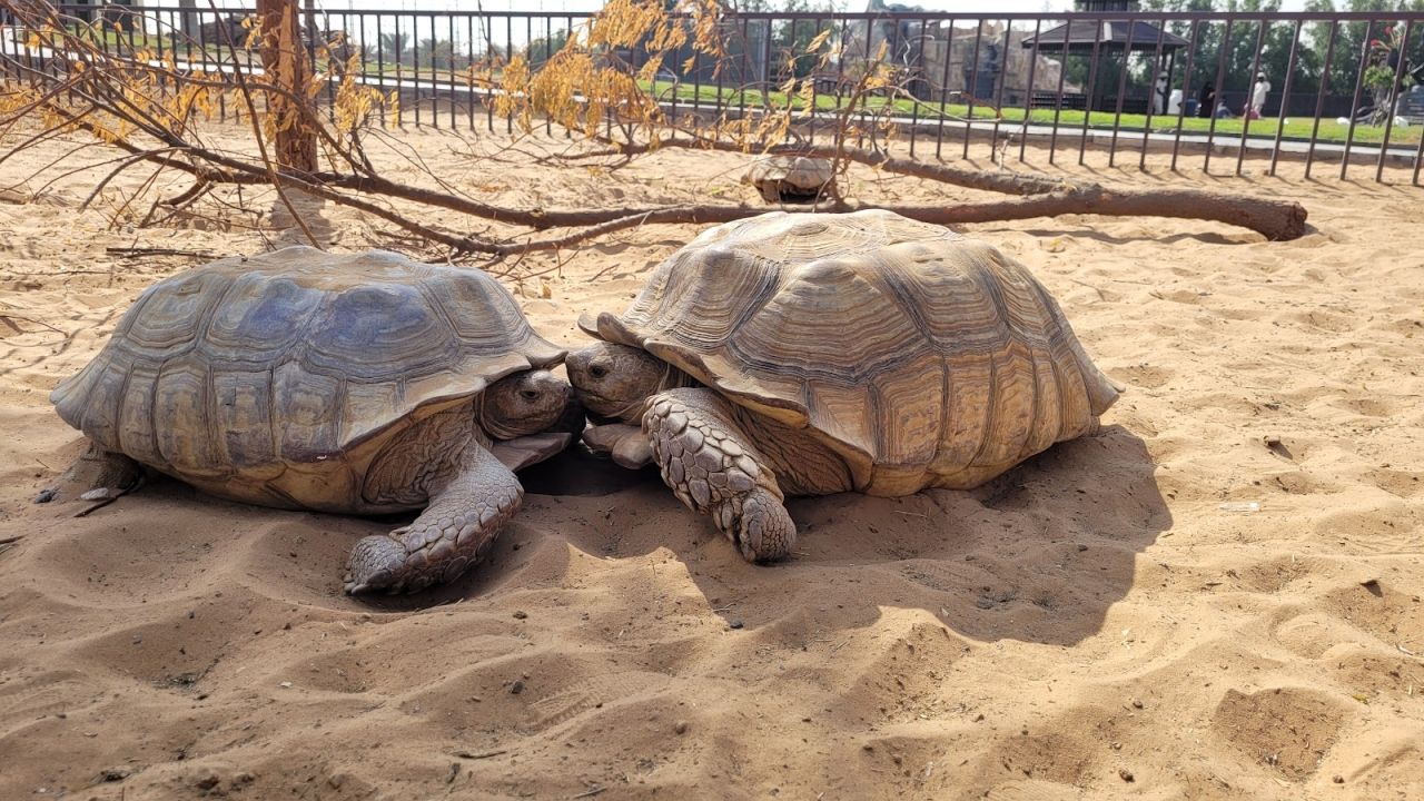 The Zoo Wild Life Park Umm Al Quwain