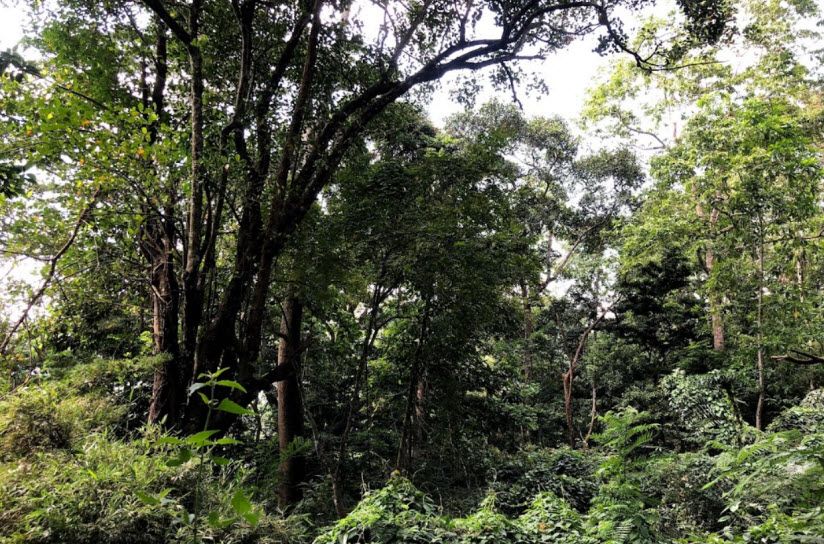 Лесной заповедник Dunumadalawa Forest Reserve