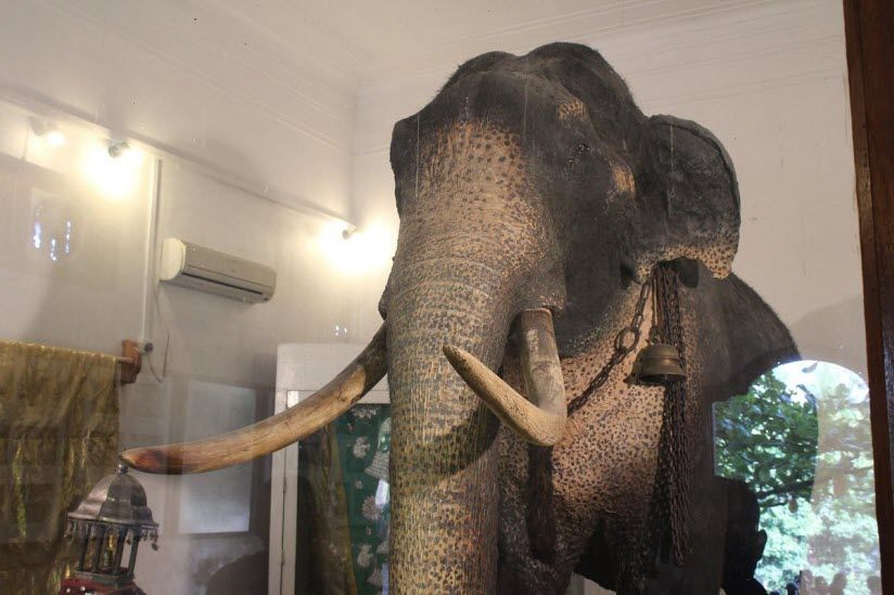 Музей слонов (Museum of Raja Tusker)
