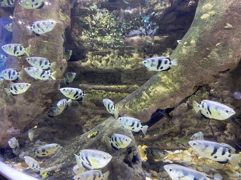 Dubai Aquarium & Underwater Zoo
