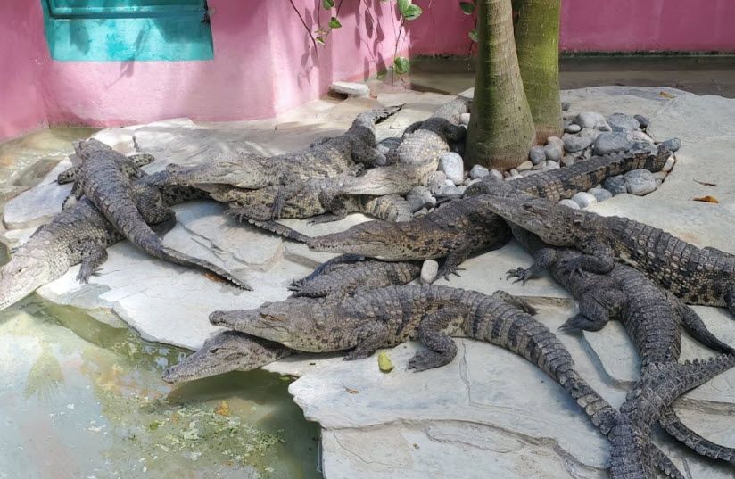 Зоопарк «Croco Cun»