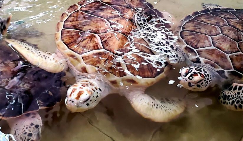 Питомник «Tortugranja»